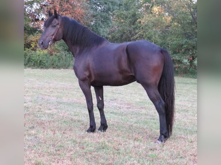 Fries paard Merrie 14 Jaar 173 cm Zwart in eFFINGHAM il