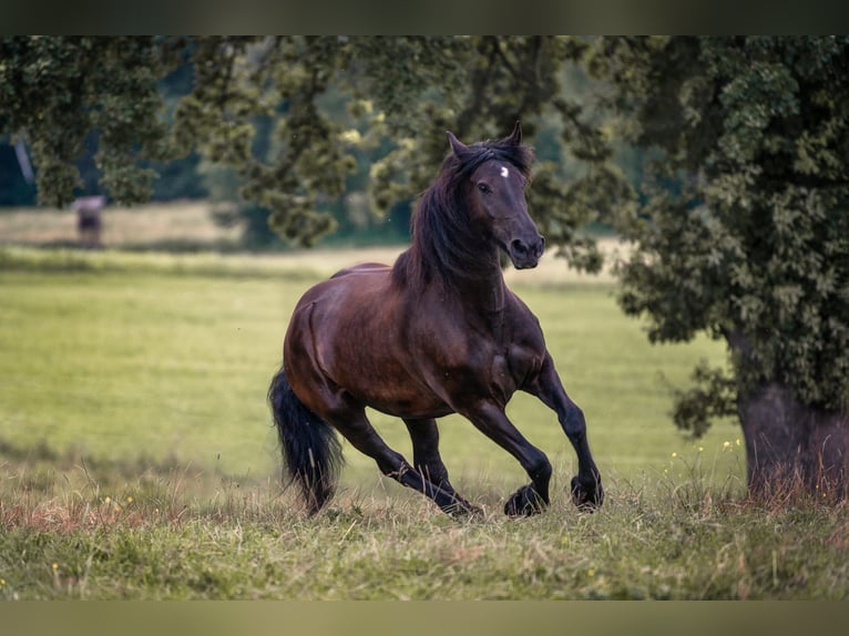 Fries paard Mix Merrie 14 Jaar 173 cm Zwart in Kochel am See