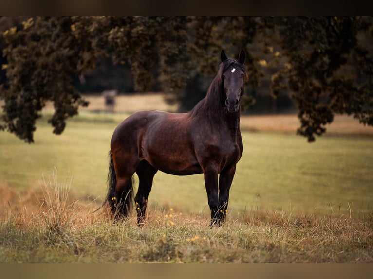 Fries paard Mix Merrie 14 Jaar 173 cm Zwart in Kochel am See