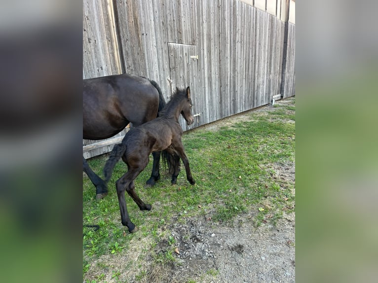 Fries paard Merrie 15 Jaar 156 cm  in Aigen im Ennstal