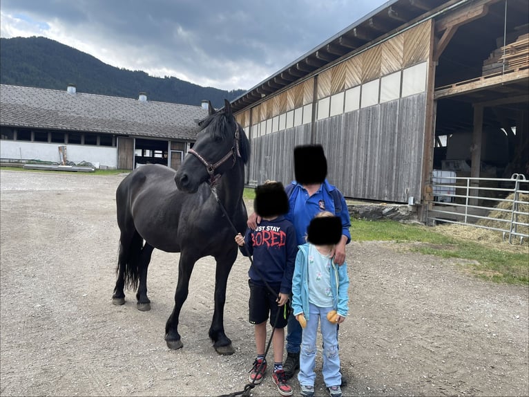 Fries paard Merrie 15 Jaar 156 cm  in Aigen im Ennstal