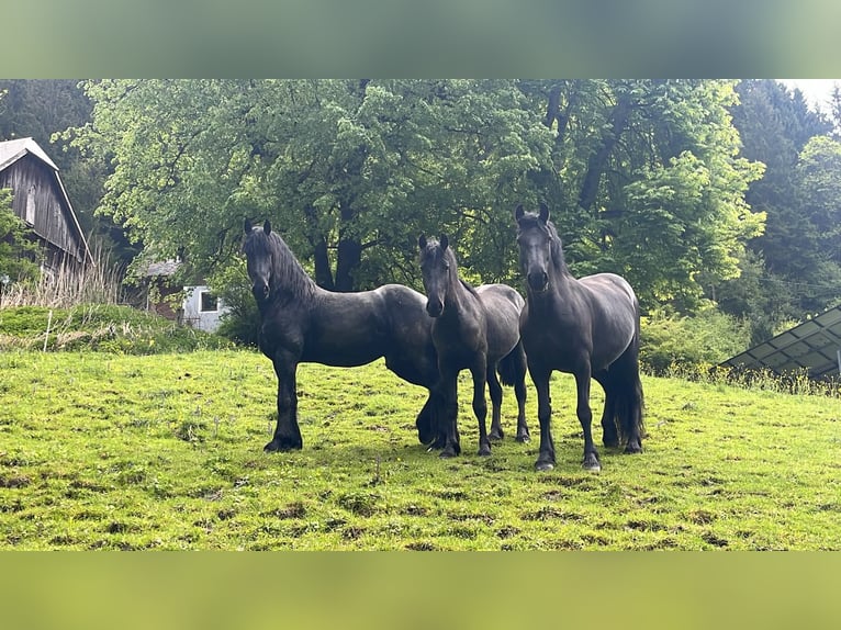 Fries paard Merrie 15 Jaar 156 cm  in Aigen im Ennstal