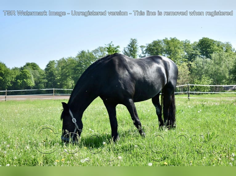 Fries paard Merrie 15 Jaar 159 cm Zwart in Hiddenhausen