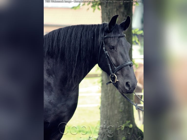 Fries paard Merrie 15 Jaar 159 cm Zwart in Hiddenhausen