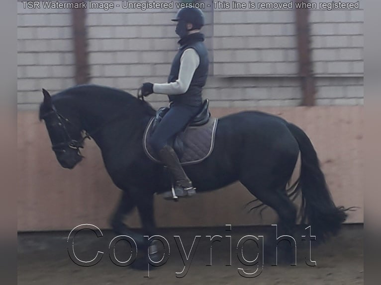 Fries paard Merrie 15 Jaar 159 cm Zwart in Hiddenhausen