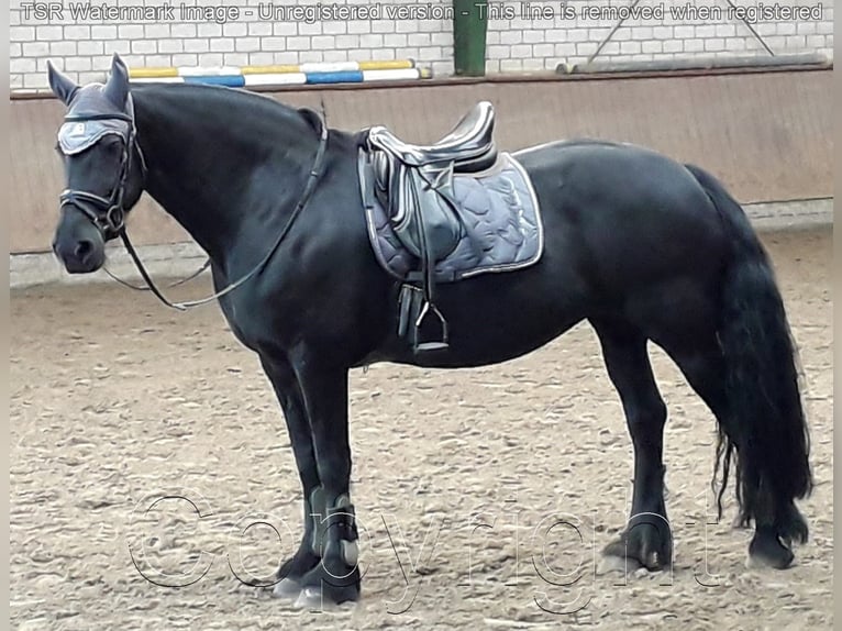 Fries paard Merrie 15 Jaar 159 cm Zwart in Hiddenhausen