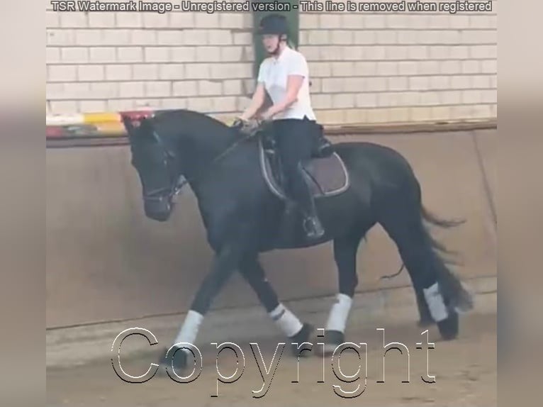 Fries paard Merrie 15 Jaar 159 cm Zwart in Hiddenhausen