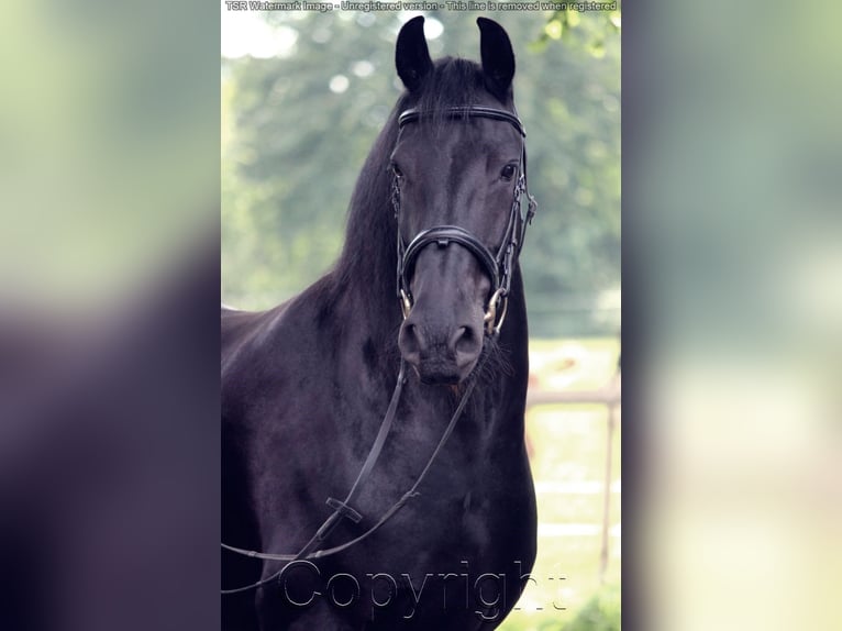 Fries paard Merrie 15 Jaar 159 cm Zwart in Hiddenhausen