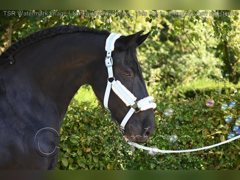 Fries paard Merrie 15 Jaar 159 cm Zwart in Hiddenhausen