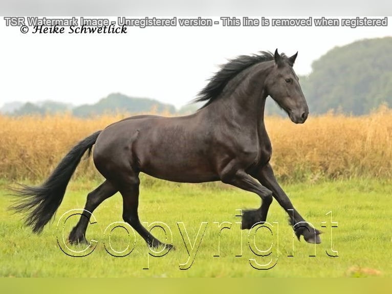 Fries paard Merrie 15 Jaar 159 cm Zwart in Hiddenhausen