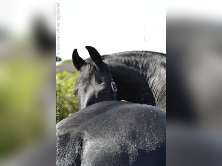 Fries paard Merrie 15 Jaar 159 cm Zwart in Hiddenhausen