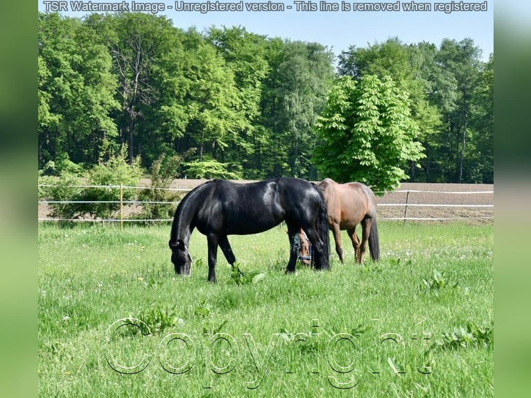 Fries paard Merrie 15 Jaar 159 cm Zwart in Hiddenhausen