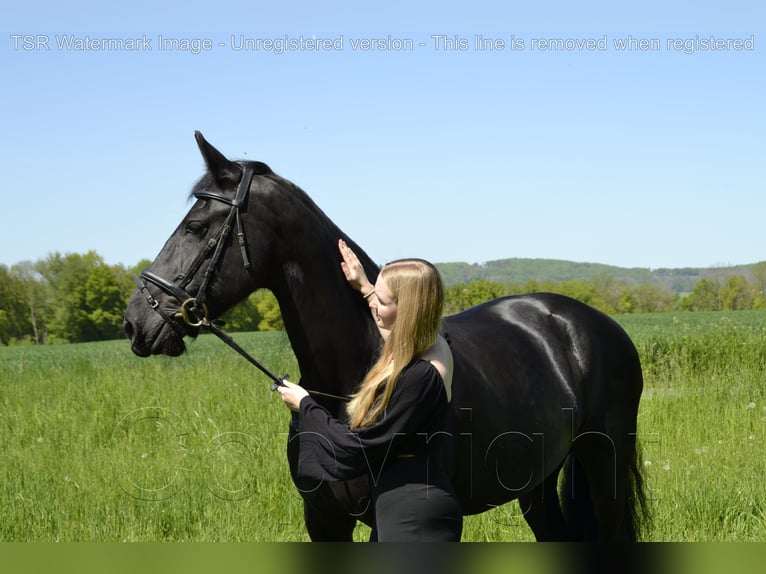 Fries paard Merrie 15 Jaar 159 cm Zwart in Hiddenhausen