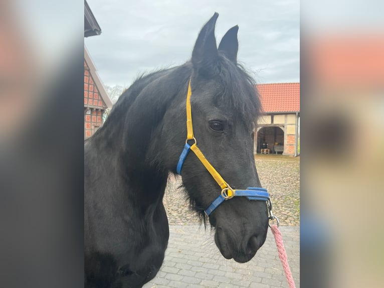 Fries paard Merrie 15 Jaar 162 cm Zwart in Badbergen