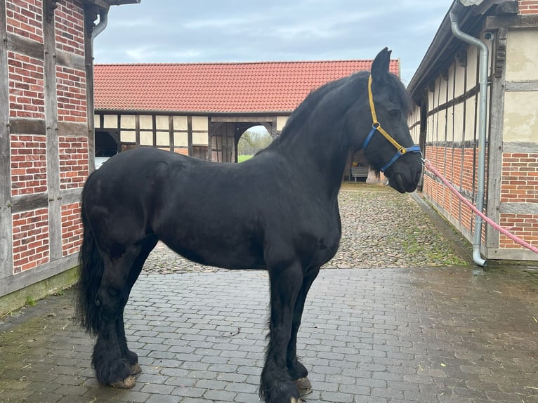 Fries paard Merrie 15 Jaar 162 cm Zwart in Badbergen