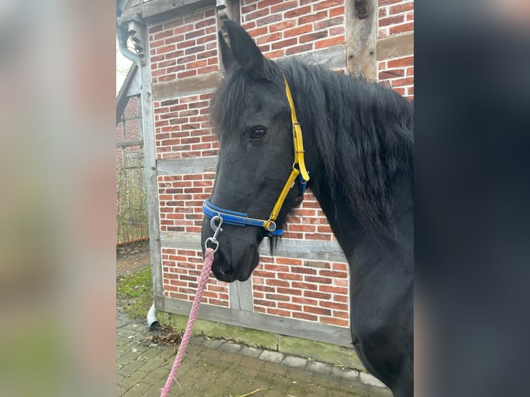 Fries paard Merrie 15 Jaar 162 cm Zwart in Badbergen