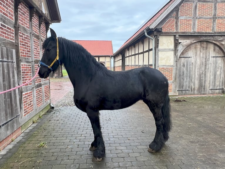 Fries paard Merrie 15 Jaar 162 cm Zwart in Badbergen