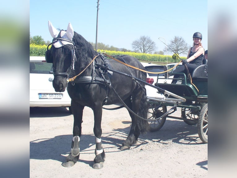 Fries paard Merrie 15 Jaar 162 cm Zwart in Remscheid