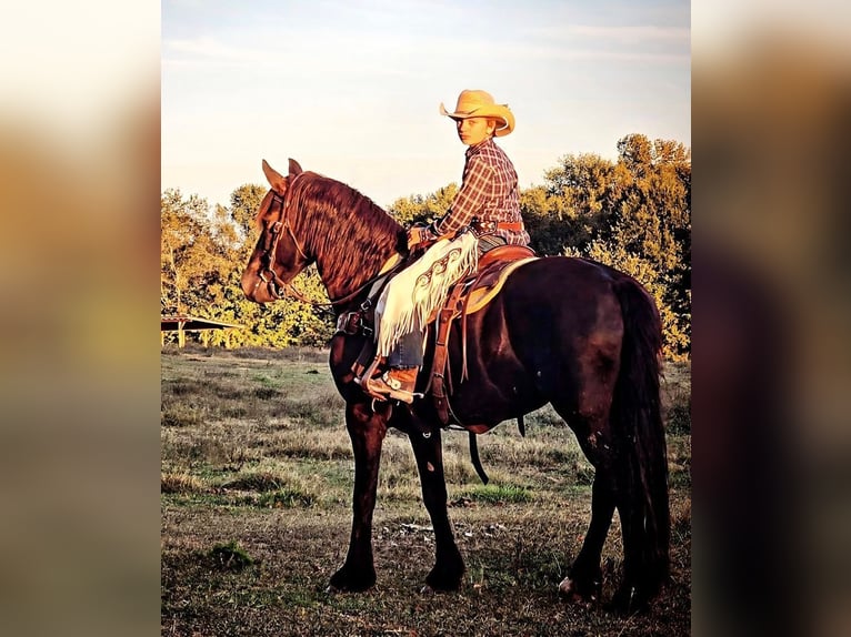 Fries paard Merrie 15 Jaar 163 cm in Monroe