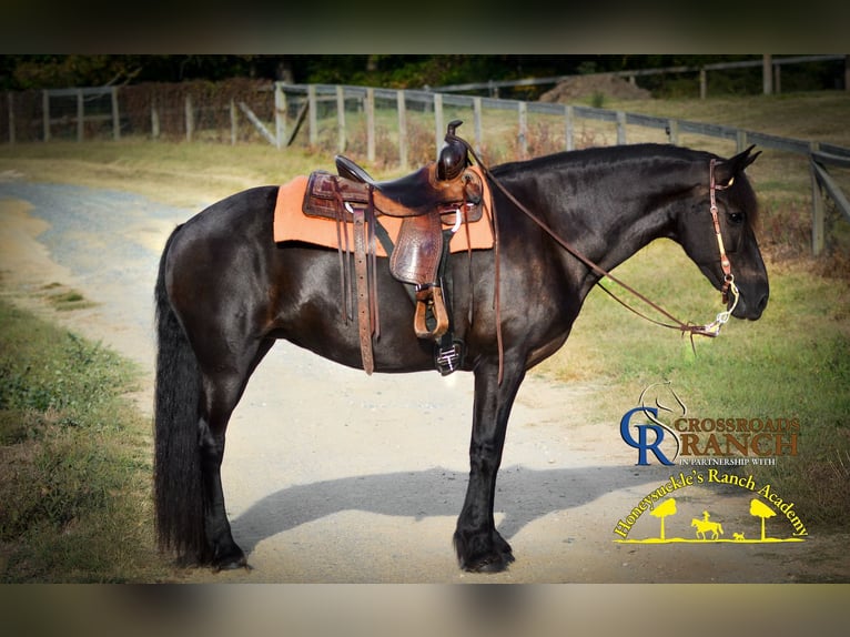 Fries paard Merrie 15 Jaar 163 cm in Monroe