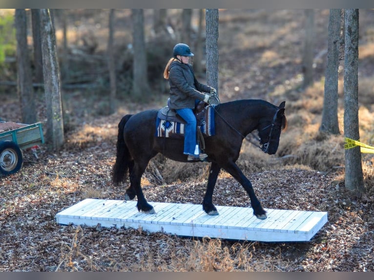 Fries paard Merrie 15 Jaar 163 cm in Monroe