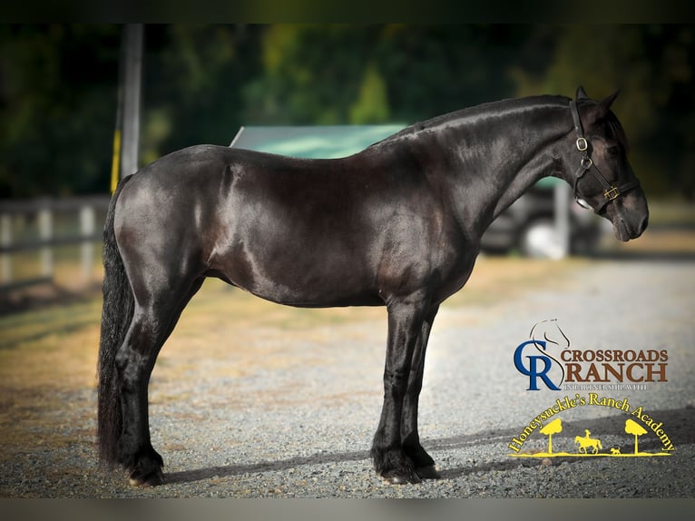 Fries paard Merrie 15 Jaar 163 cm in Monroe