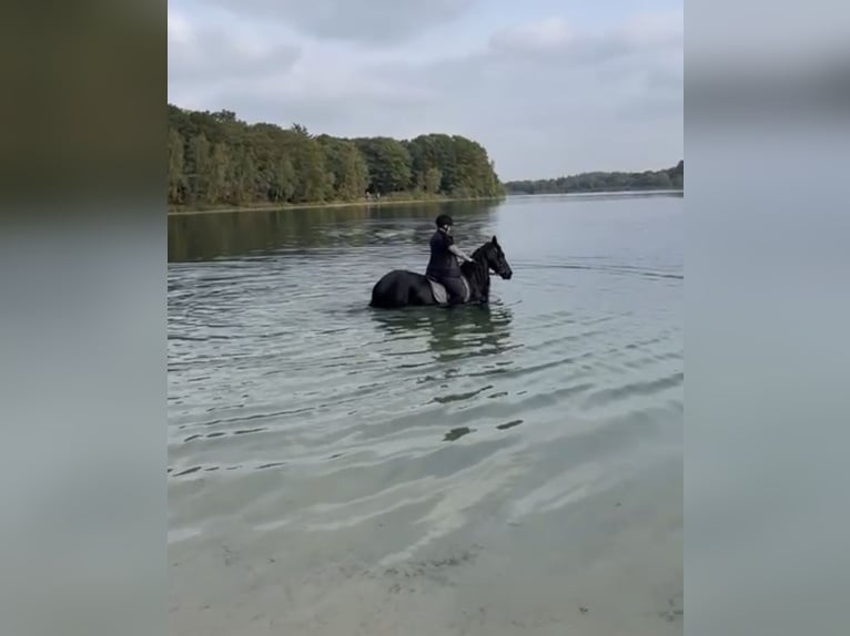 Fries paard Merrie 15 Jaar 163 cm Zwart in Breda