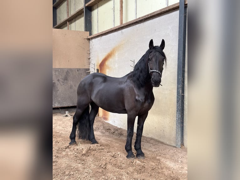 Fries paard Merrie 15 Jaar 163 cm Zwart in Breda