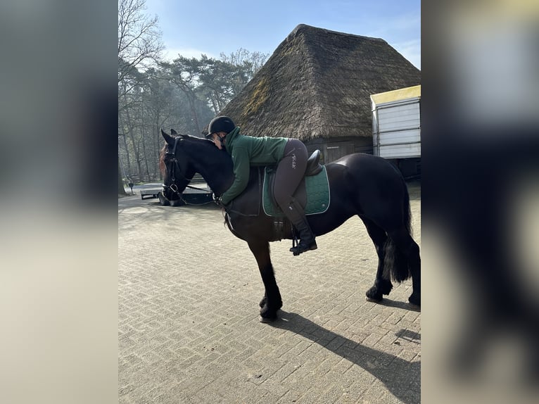 Fries paard Merrie 15 Jaar 163 cm Zwart in Breda