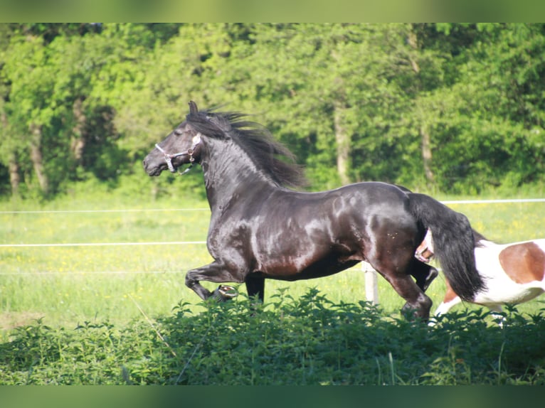 Fries paard Merrie 15 Jaar 163 cm Zwart in Henstedt-Ulzburg