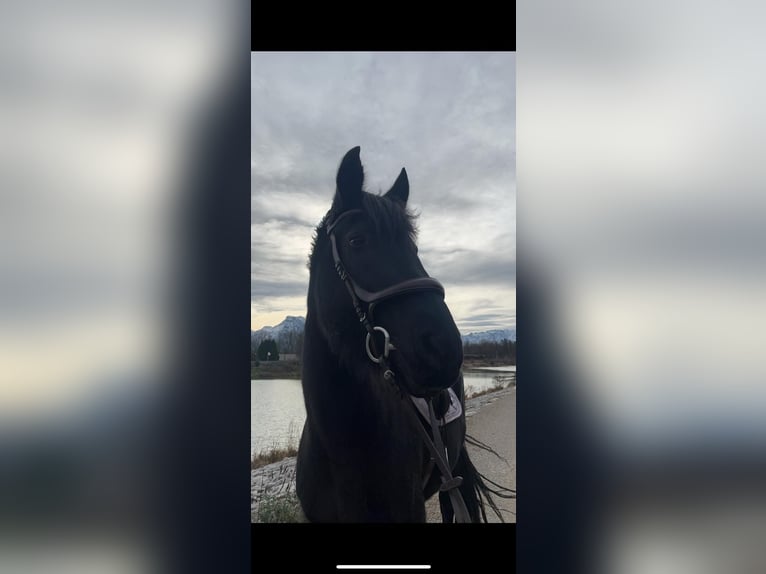 Fries paard Mix Merrie 15 Jaar 165 cm Zwartbruin in Freilassing