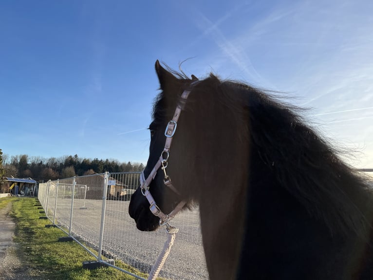 Fries paard Mix Merrie 15 Jaar 165 cm Zwartbruin in Freilassing