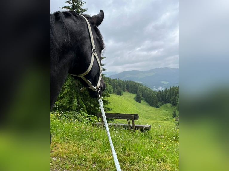 Fries paard Mix Merrie 15 Jaar 165 cm Zwartbruin in Freilassing