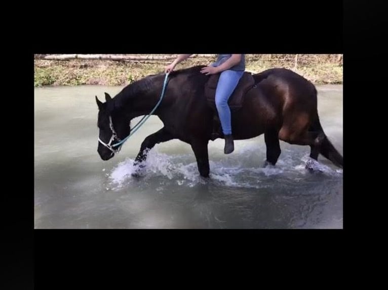 Fries paard Mix Merrie 15 Jaar 165 cm Zwartbruin in Freilassing