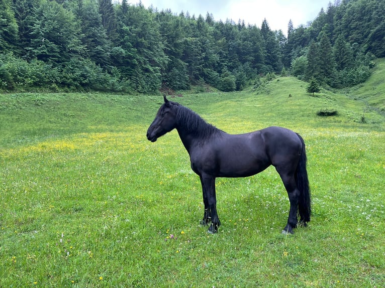 Fries paard Mix Merrie 15 Jaar 165 cm Zwartbruin in Freilassing