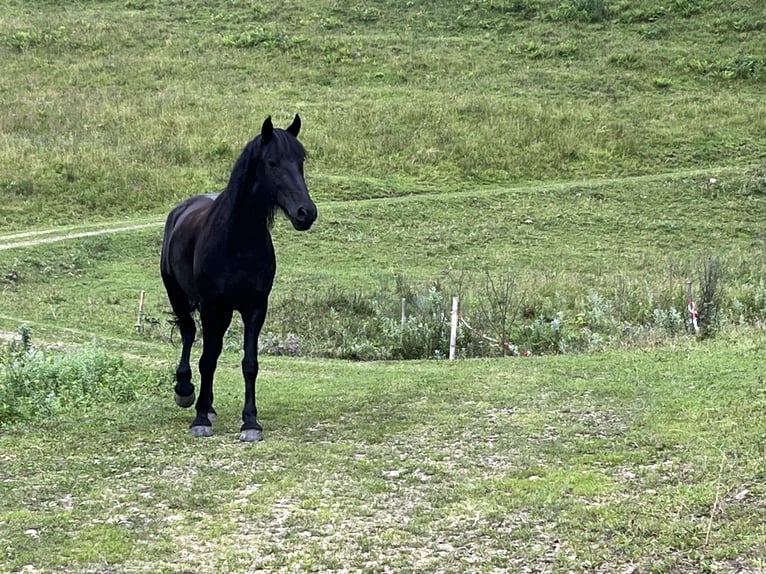 Fries paard Mix Merrie 15 Jaar 165 cm Zwartbruin in Freilassing