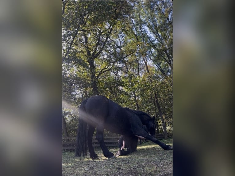 Fries paard Mix Merrie 15 Jaar 165 cm Zwartbruin in Freilassing