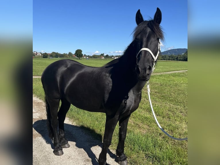Fries paard Mix Merrie 15 Jaar 165 cm Zwartbruin in Freilassing