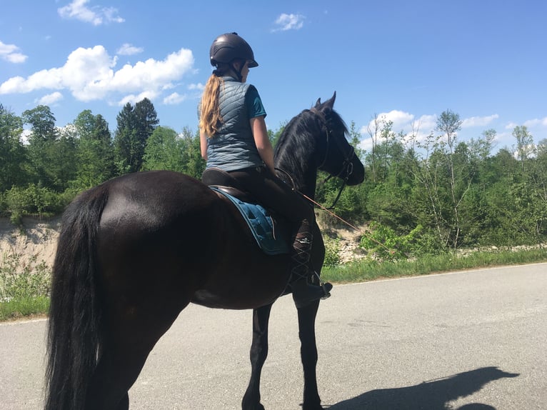 Fries paard Mix Merrie 15 Jaar 165 cm Zwartbruin in Freilassing