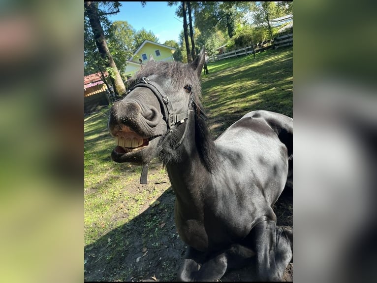 Fries paard Mix Merrie 15 Jaar 165 cm Zwartbruin in Freilassing