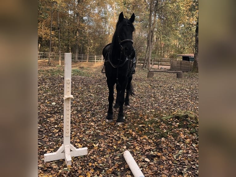 Fries paard Mix Merrie 15 Jaar 165 cm Zwartbruin in Freilassing