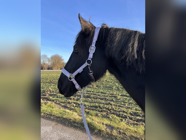 Fries paard Mix Merrie 15 Jaar 165 cm Zwartbruin in Freilassing