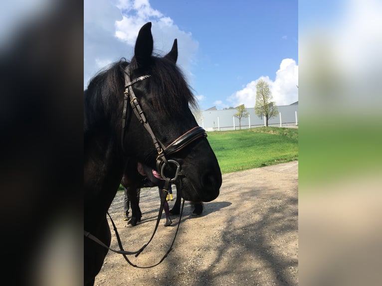 Fries paard Mix Merrie 15 Jaar 165 cm Zwartbruin in Freilassing