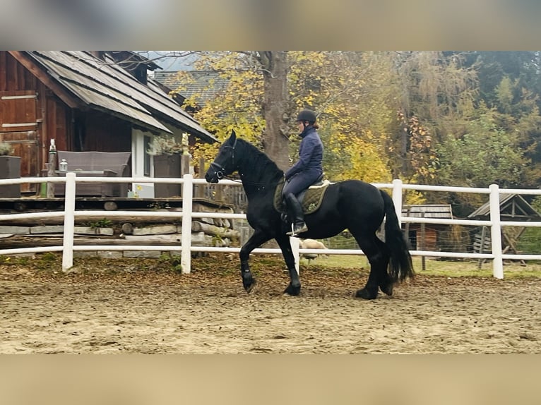 Fries paard Merrie 15 Jaar 168 cm Zwart in Bad Kleinkirchheim