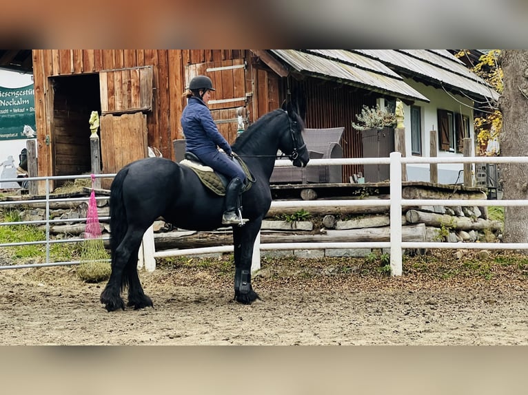 Fries paard Merrie 15 Jaar 168 cm Zwart in Bad Kleinkirchheim