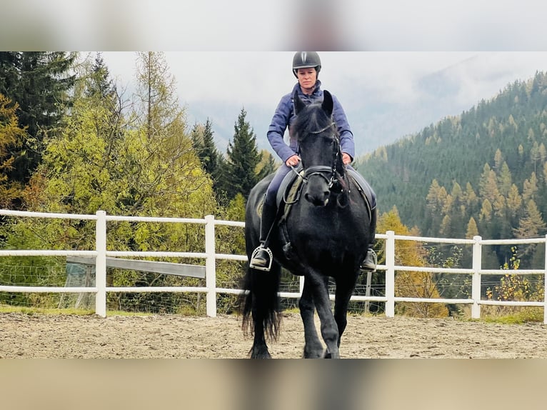 Fries paard Merrie 15 Jaar 168 cm Zwart in Bad Kleinkirchheim