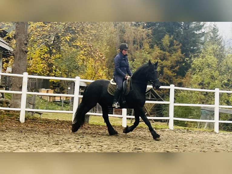 Fries paard Merrie 15 Jaar 168 cm Zwart in Bad Kleinkirchheim