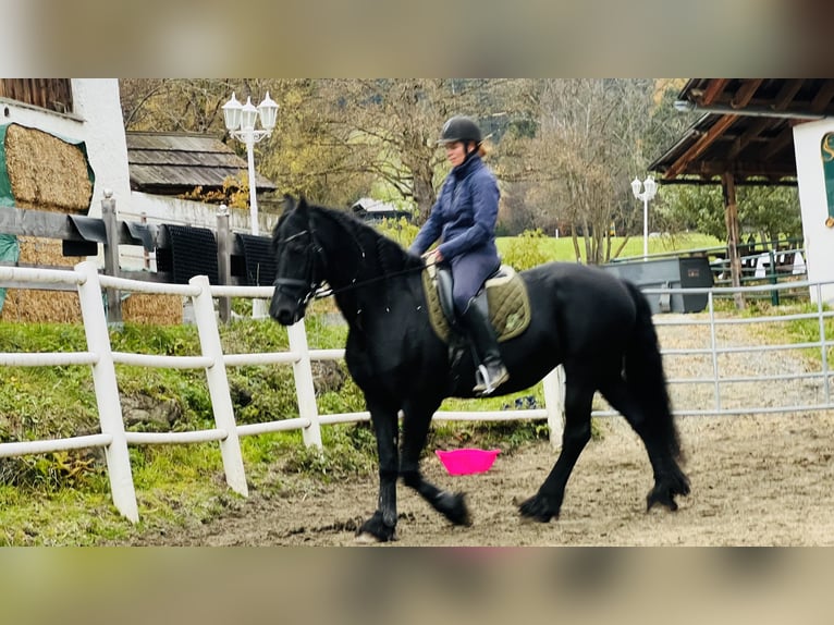 Fries paard Merrie 15 Jaar 168 cm Zwart in Bad Kleinkirchheim