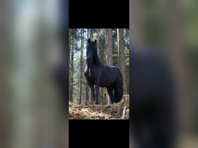 Fries paard Merrie 15 Jaar 170 cm Zwart in Hippach-Schwendberg