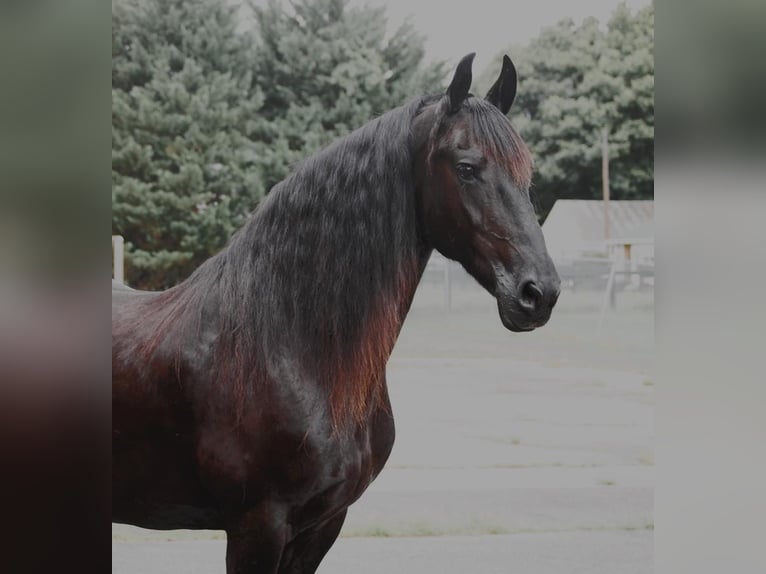Fries paard Merrie 16 Jaar 155 cm Zwart in Madison, VA